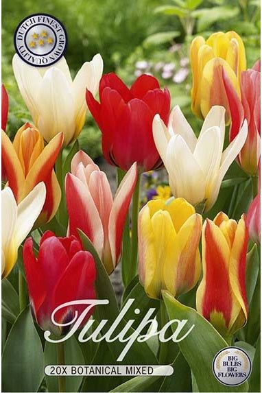 Tulip Botanical Mix 20-pakning